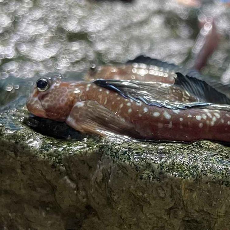 cover art for Facts: The Four-Fingered Lipsucker