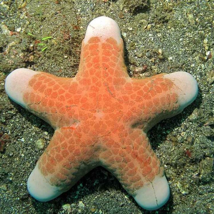 cover art for Facts: The Granulated Sea Star