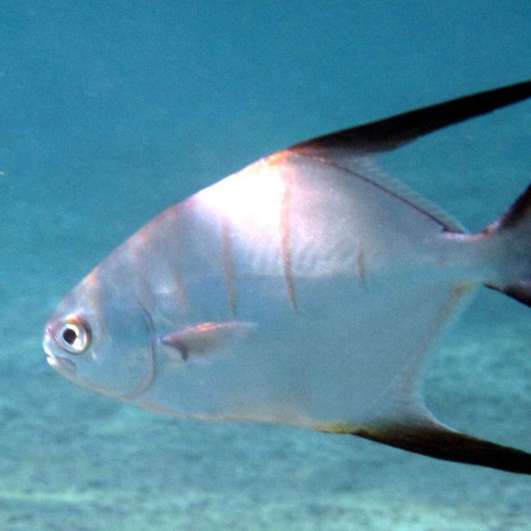 cover art for Facts: The Great Pompano (Palometa)