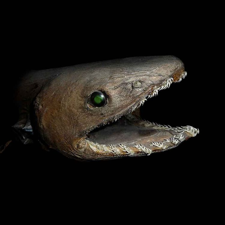 cover art for Facts: The Frilled Shark