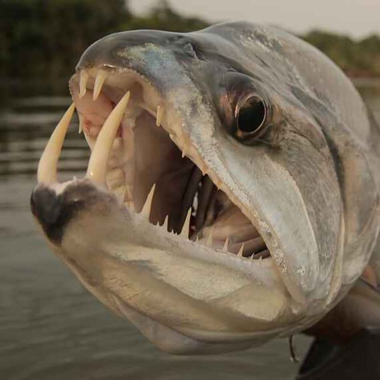 cover art for Facts: The Payara (Vampire Fish)