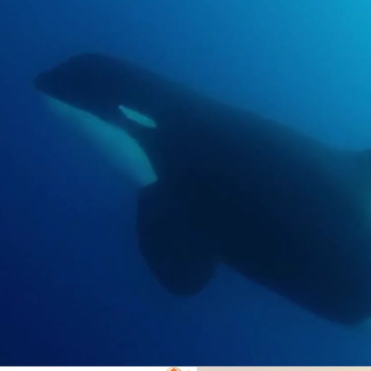 cover art for Facts: Type D Killer Whales