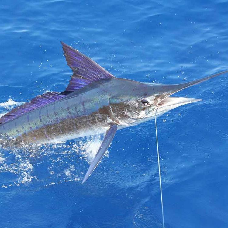 cover art for Facts: The Striped Marlin