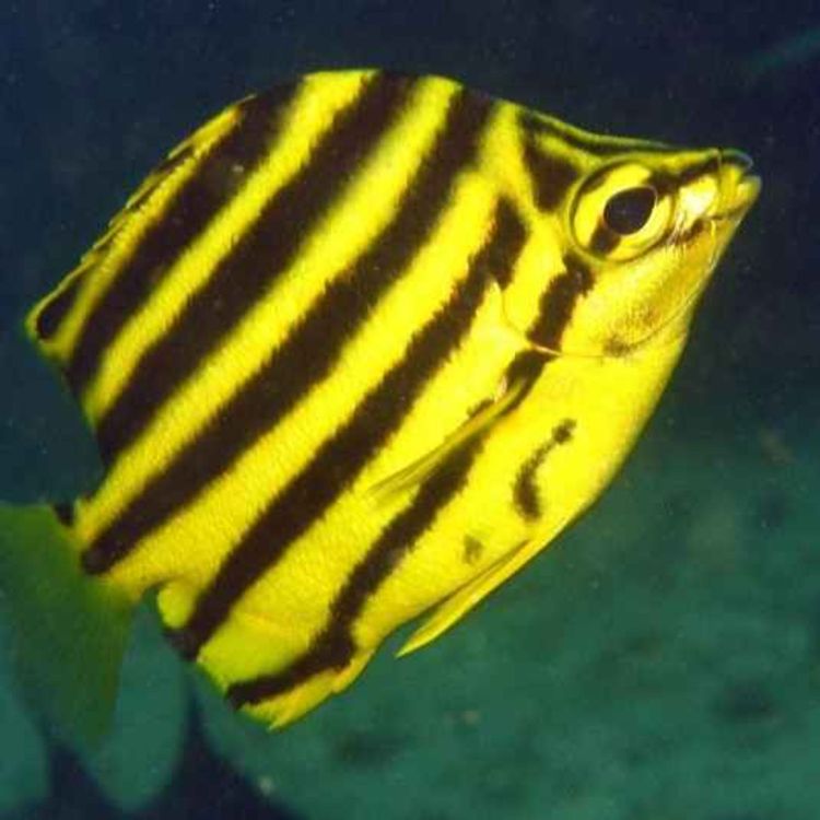 cover art for Facts: The Stripey