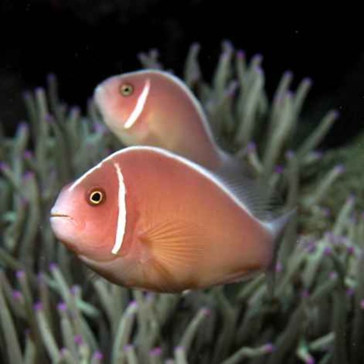 cover art for Facts: The Pink Skunk Clownfish