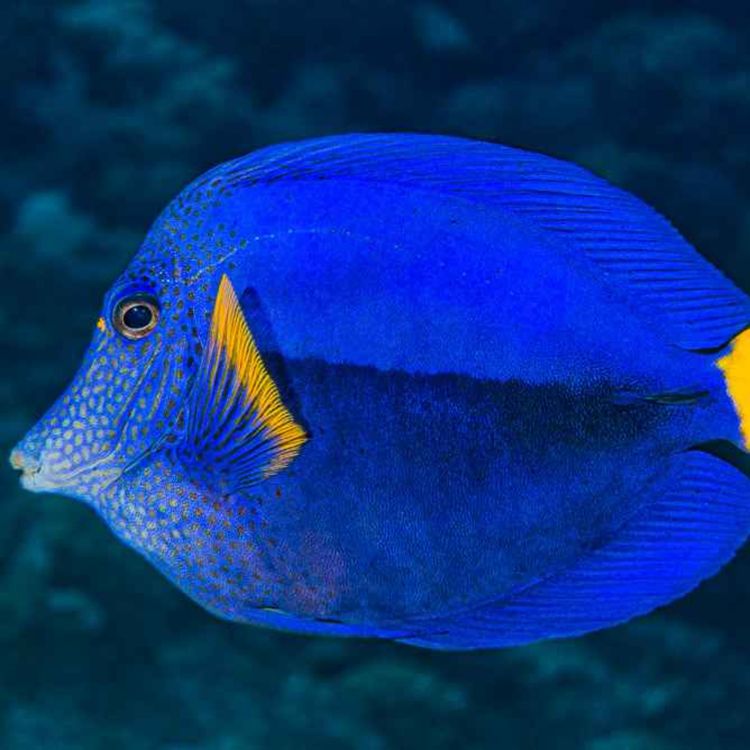 cover art for Facts: The Purple Tang