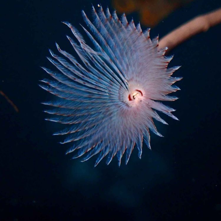 cover art for Facts: The Peacock Worm