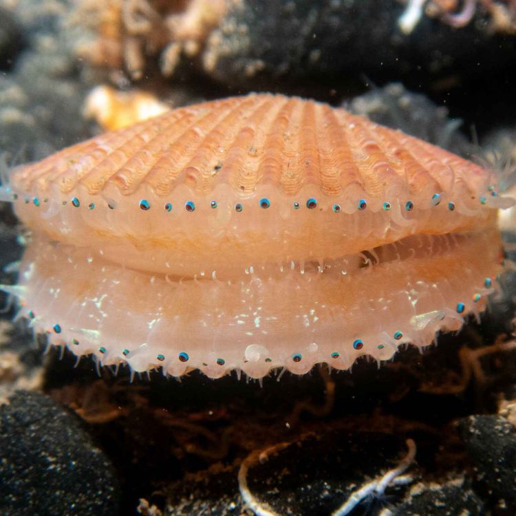 cover art for Facts: The Queen Scallop