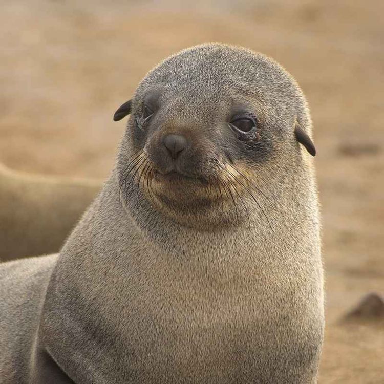 cover art for Facts: Cape Fur Seals and Australian Fur Seals