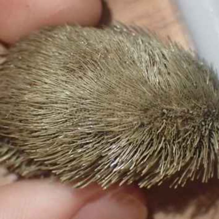 cover art for Facts: The Sea Potato