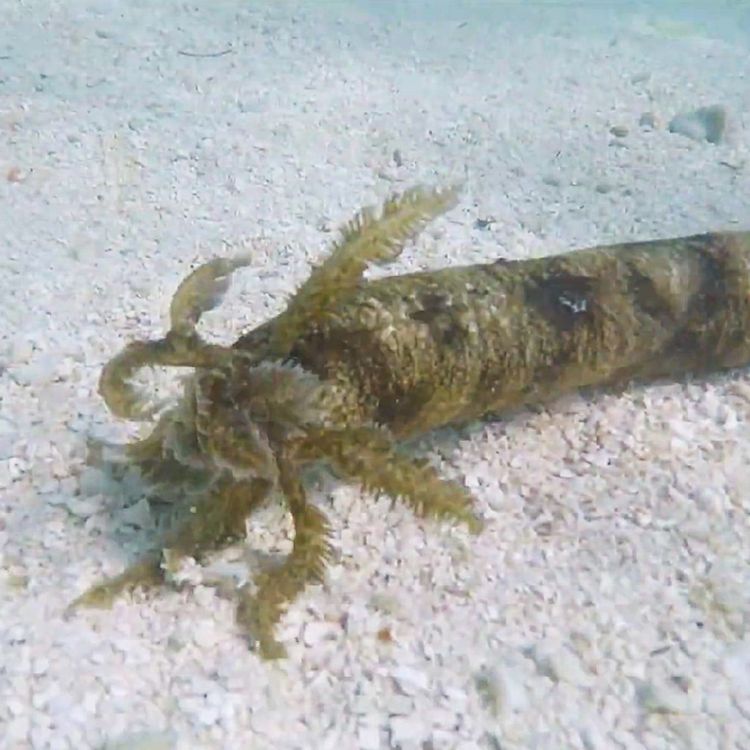 cover art for Facts: The Snake Sea Cucumber