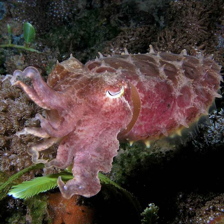 cover art for Facts: The Broadclub Cuttlefish