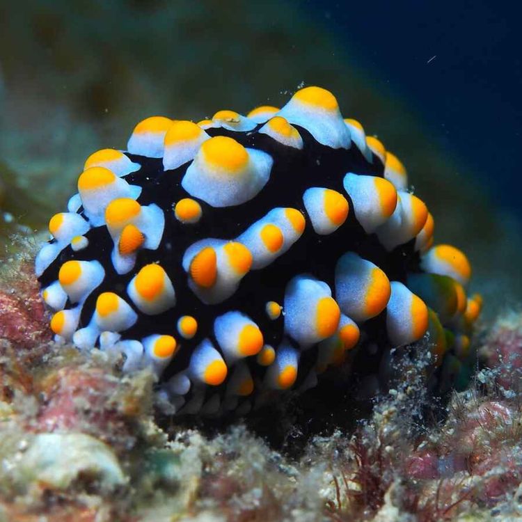 cover art for Facts: The Fried Egg Nudibranch