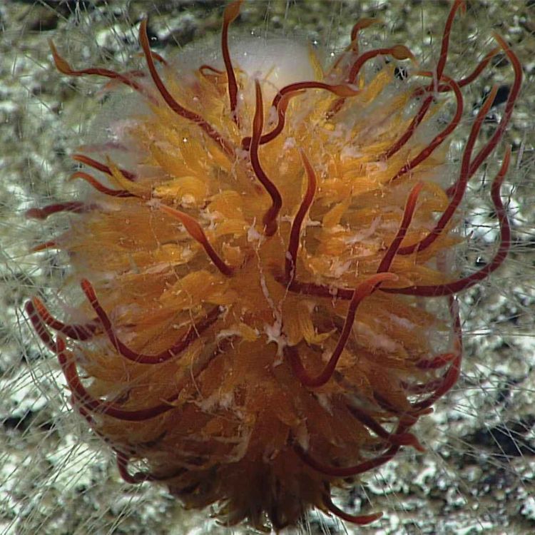 cover art for Facts: The Dandelion Siphonophore