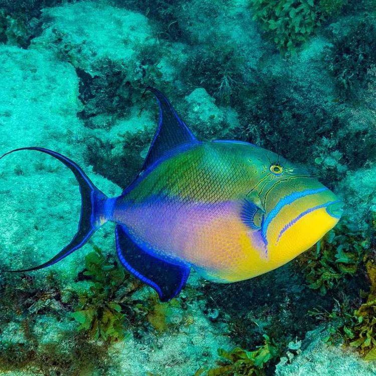 cover art for Facts: The Queen Triggerfish