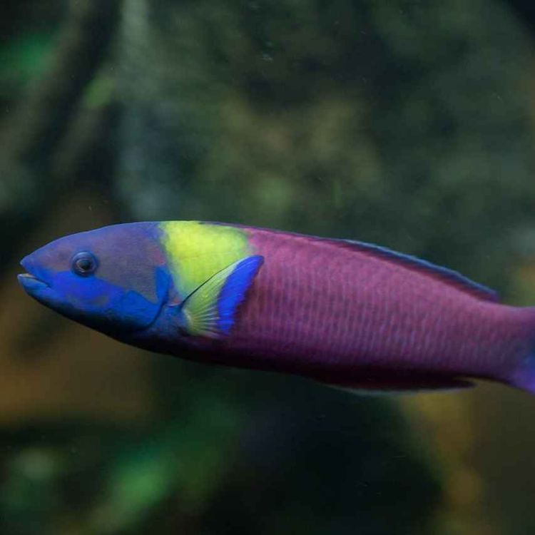 cover art for Facts: The Cortez Rainbow Wrasse