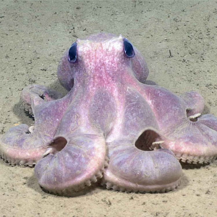 cover art for Facts: The Warty Octopus