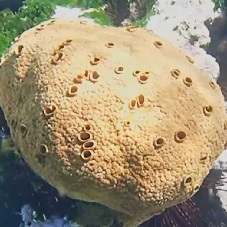 cover art for Facts: The Boring Pumpkin Sponge