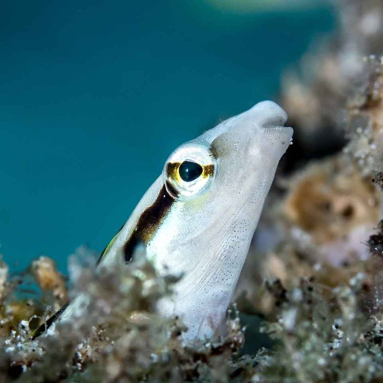 cover art for Facts: The False Cleanerfish