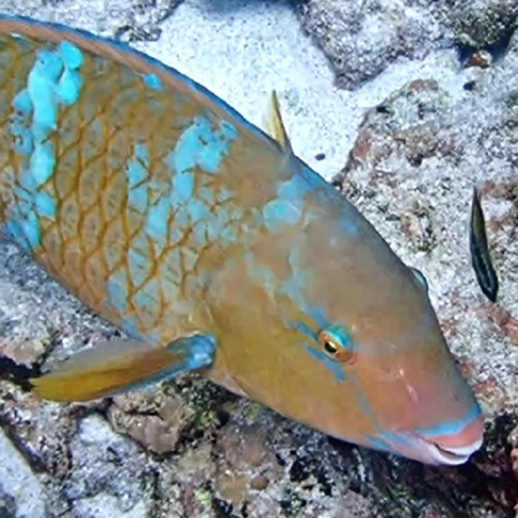 cover art for Facts: The Blue-Barred Parrotfish