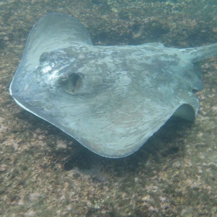 cover art for Facts: The Diamond Stingray