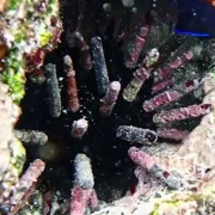 cover art for Facts: The Galapagos Slate Pencil Urchin