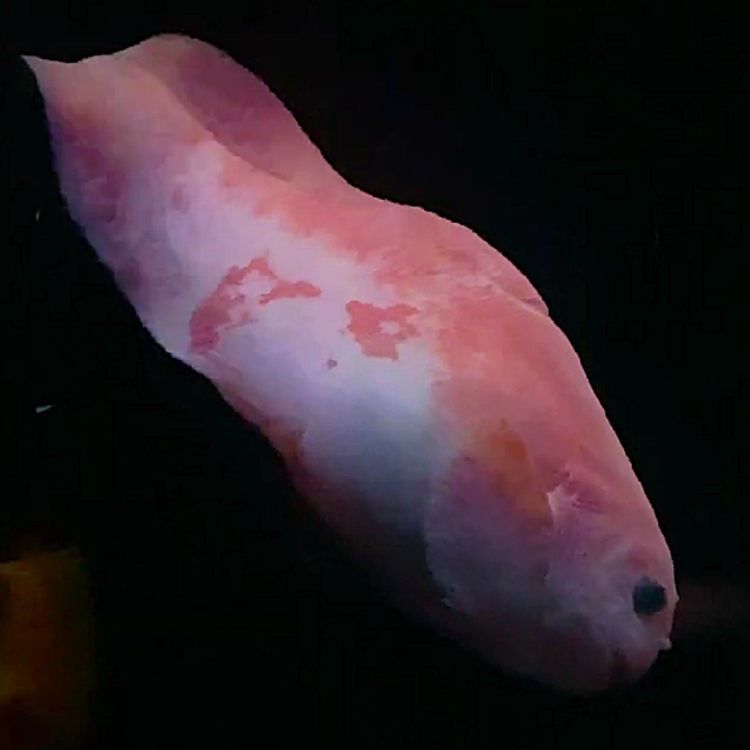 cover art for Facts: The Raccoon Snailfish