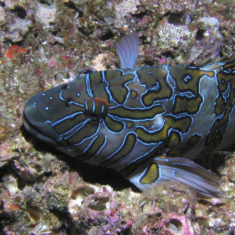 cover art for Facts: The Giant Hawkfish