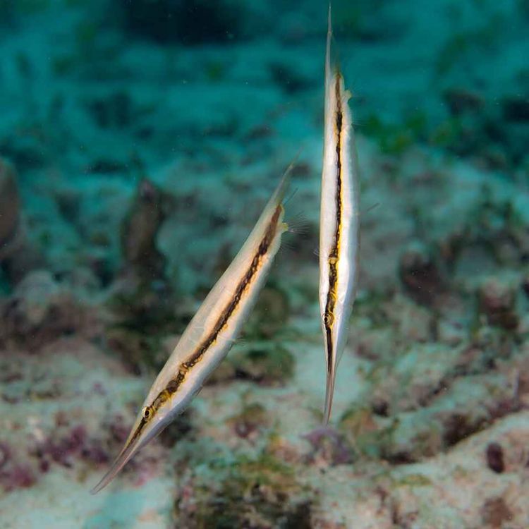 cover art for Facts: Razorfish (Coral Shrimpfish)