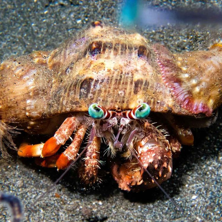 cover art for Inside the World of the Anemone Hermit Crab
