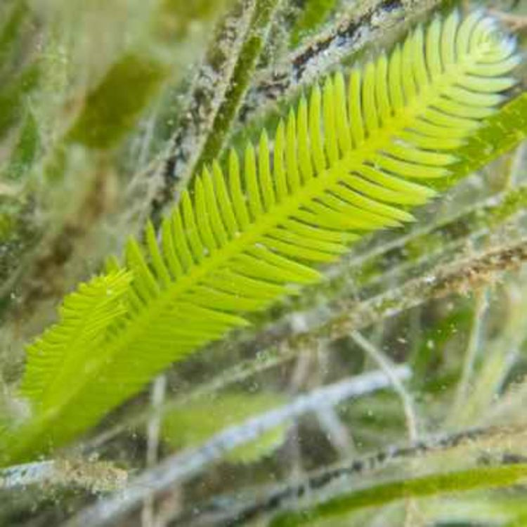 cover art for The Killer Algae That Took Over the Mediterranean Sea