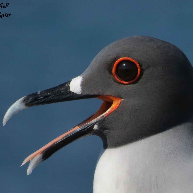 cover art for The World's Only Nocturnal Gull
