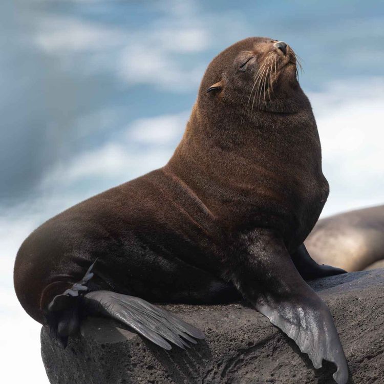 cover art for Facts: The Galapagos Fur Seal (From Near Extinction to Recovery)