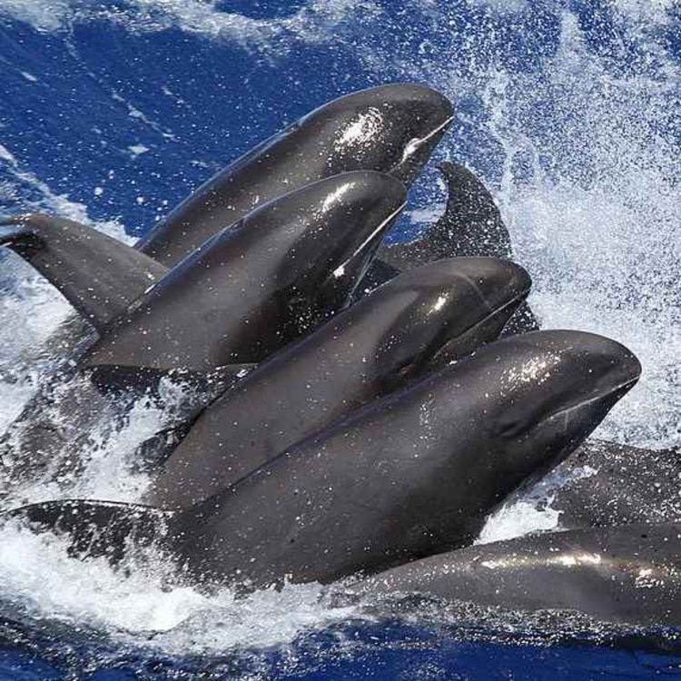 cover art for The Marvelous Melon-Headed Whale