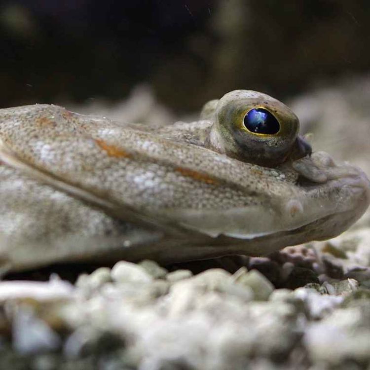 cover art for Facts: The European Plaice (A Commonly Consumed Flatfish)