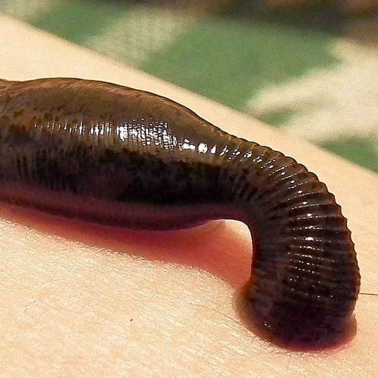 cover art for Everything You Need To Know About Leeches