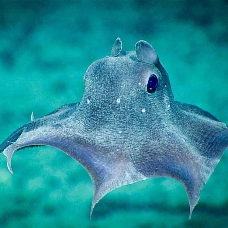 cover art for Facts: The Flapjack Devilfish