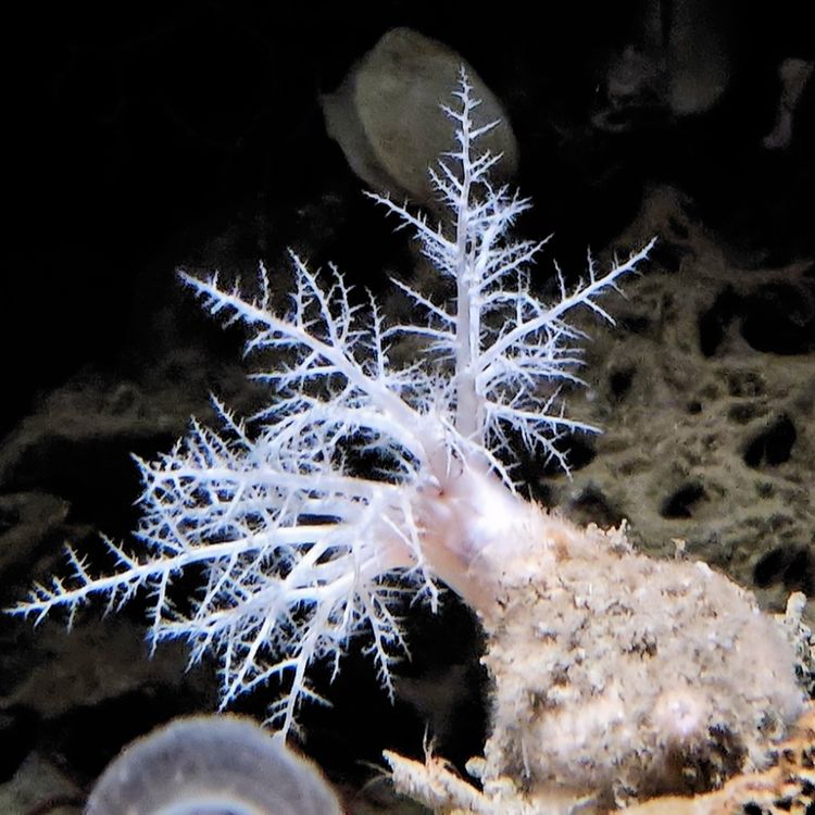 cover art for Facts: The Sea Cucumber That is Built Like a Tank 