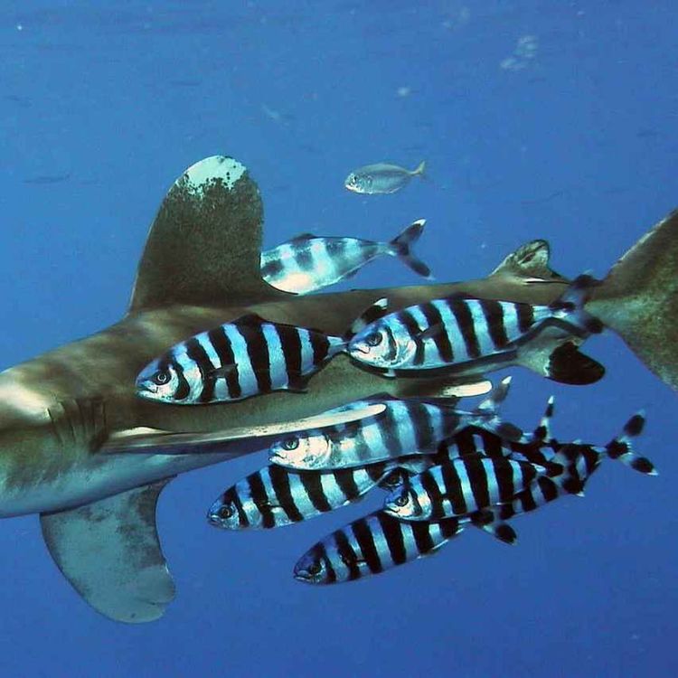 cover art for Facts: A Shark's Best Friend (The Pilot Fish)