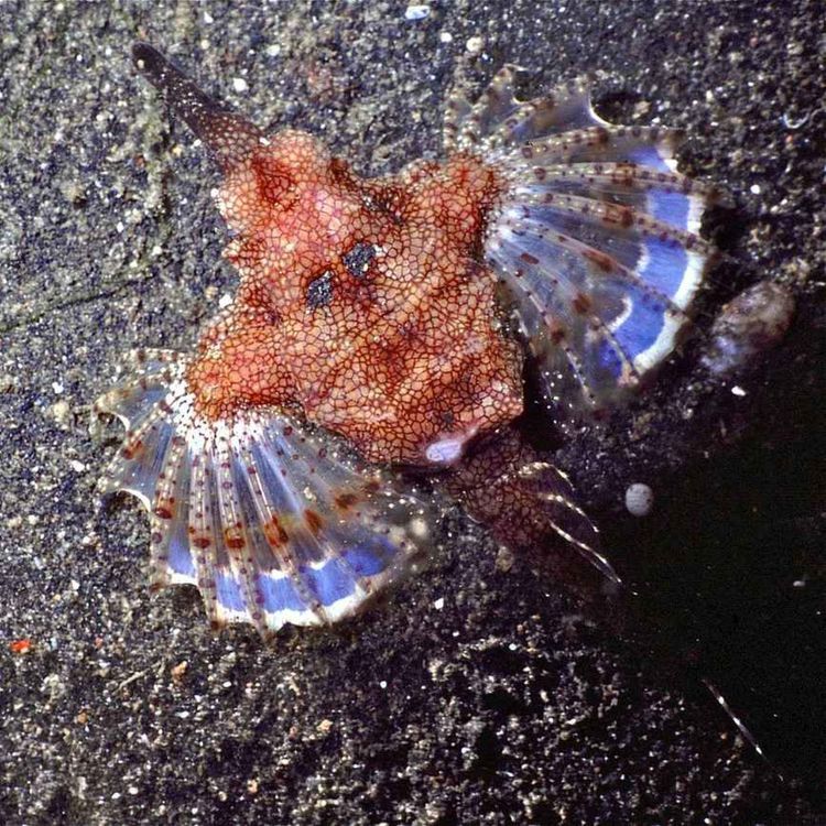 cover art for Facts: Seamoths (Pegasus Fish)