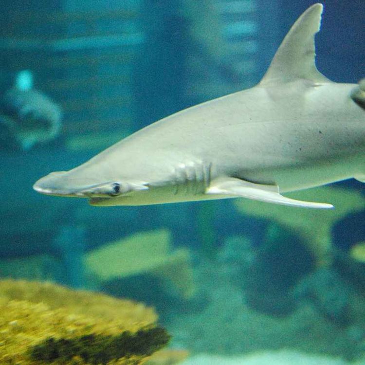 cover art for Facts: The Bonnethead Shark