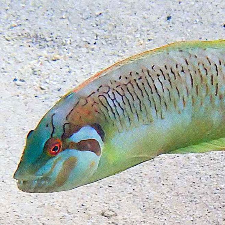 cover art for Facts: The Seagrass Wrasse