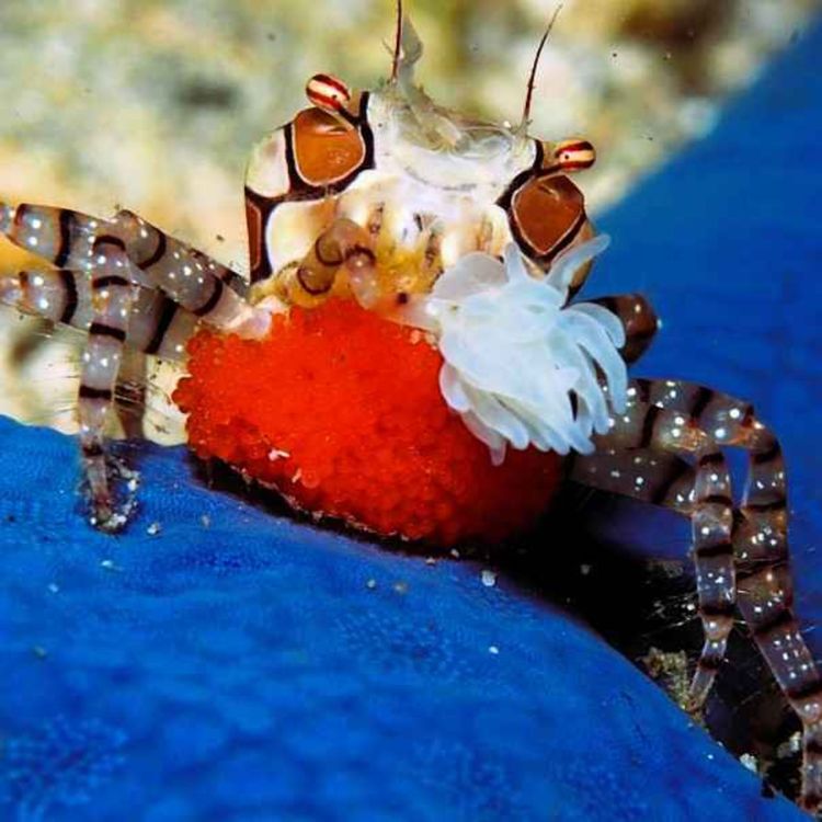 cover art for Facts: The Boxer Crab (A Tiny Kleptoparasite)