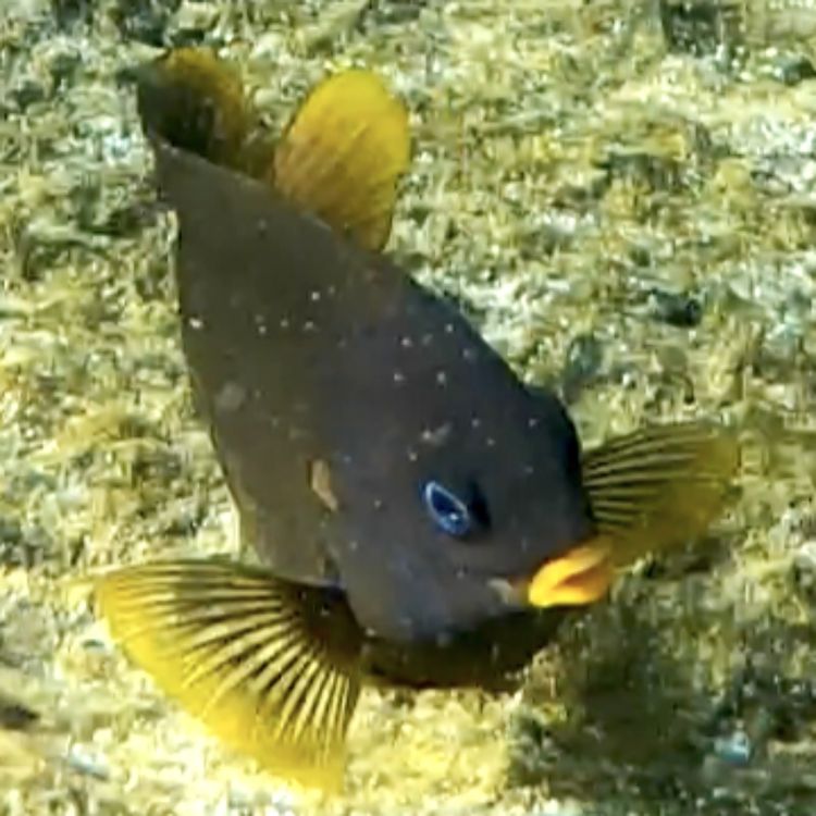 cover art for Facts: The Galapagos Gregory