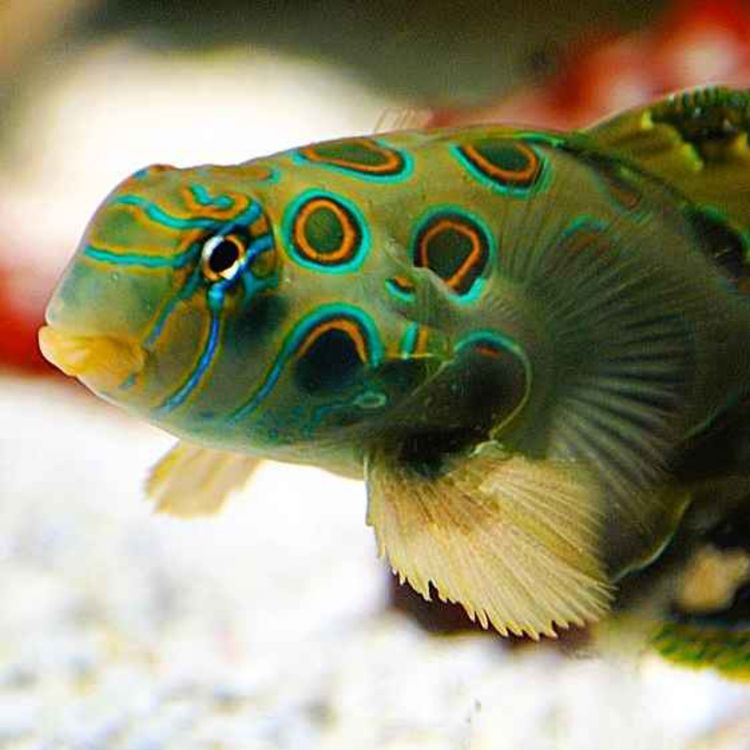 cover art for Facts: The Picturesque Dragonet