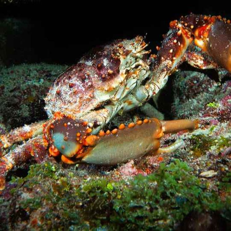 cover art for Facts: The Caribbean King Crab