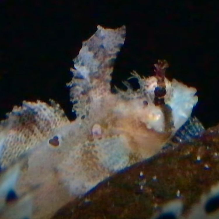 cover art for Facts: The Eyeshade Sculpin