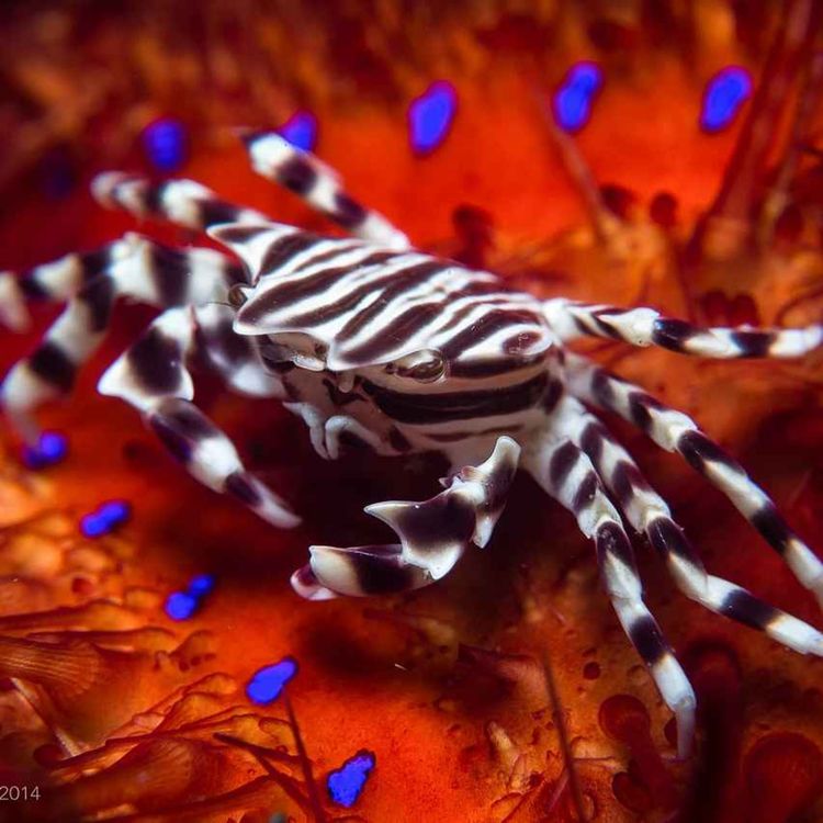 cover art for Facts: The Zebra Crab