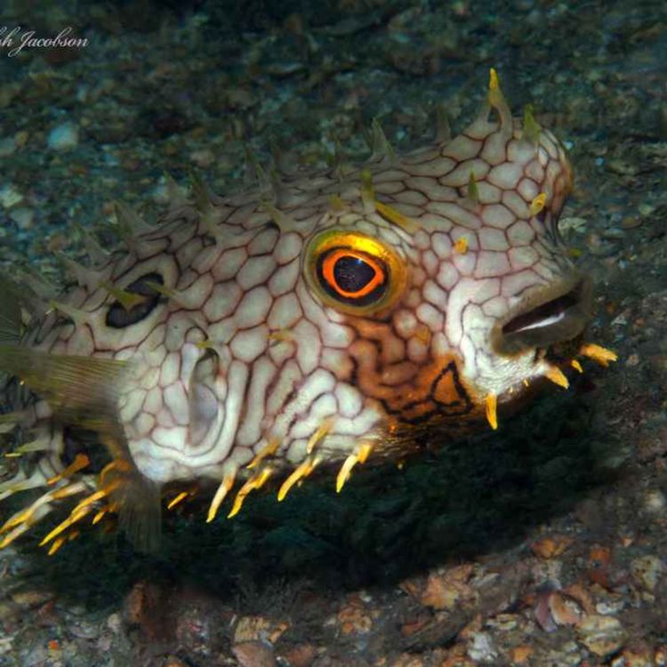 cover art for Facts: The Web Burrfish