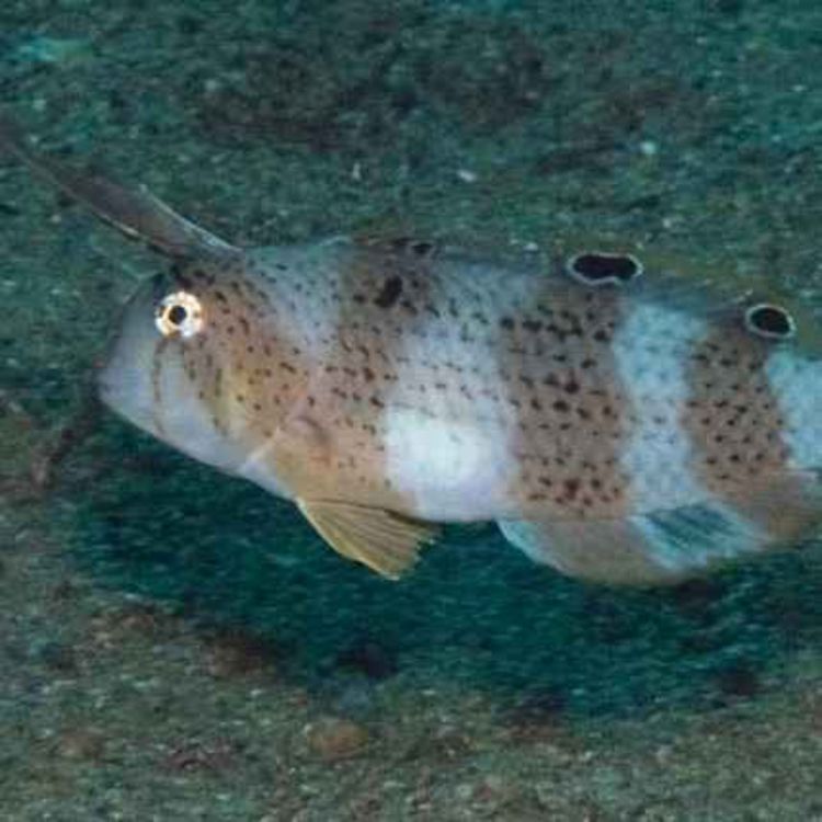 cover art for Facts: The Peacock Razorfish